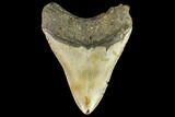 Fossil Megalodon Tooth - North Carolina #109874-2